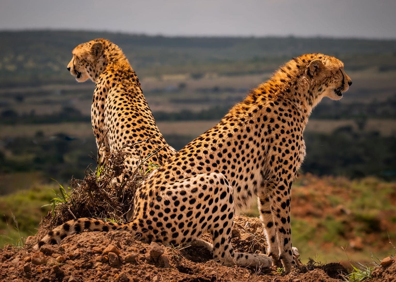 Vigilance