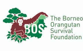 Orangutan Survival Orangutan Survival