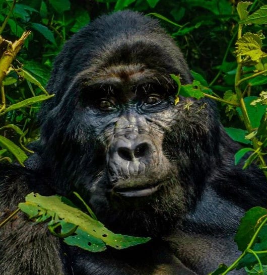 Gorilla Conservation