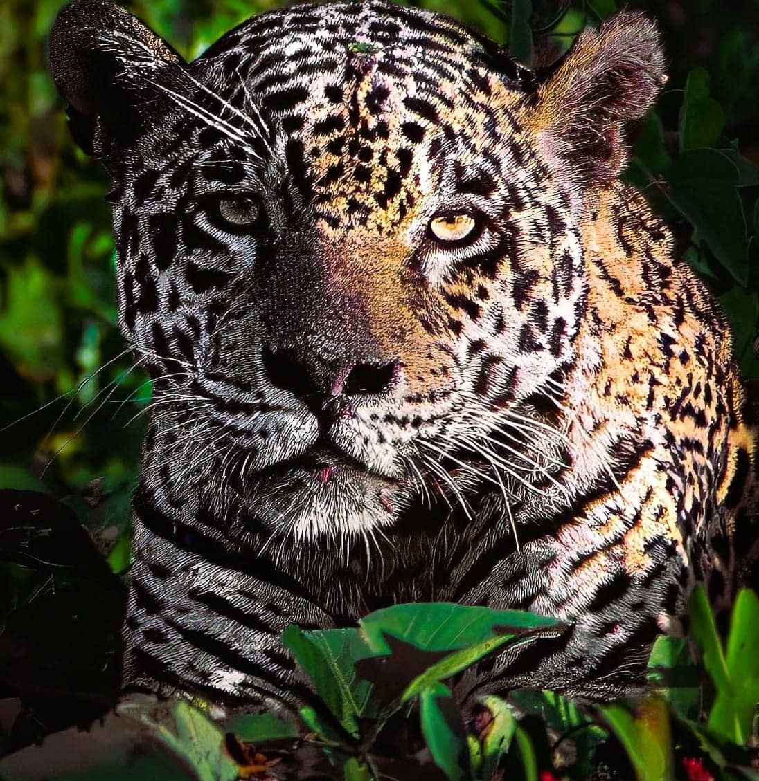Jaguar Conservation Jaguar Conservation