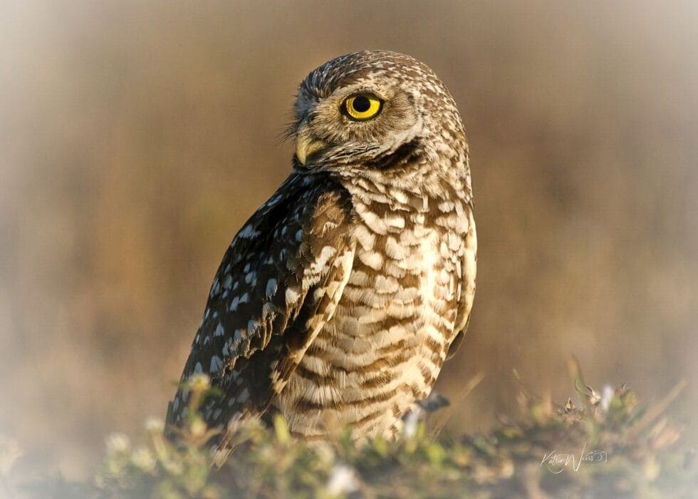 Keeping an Eye Out