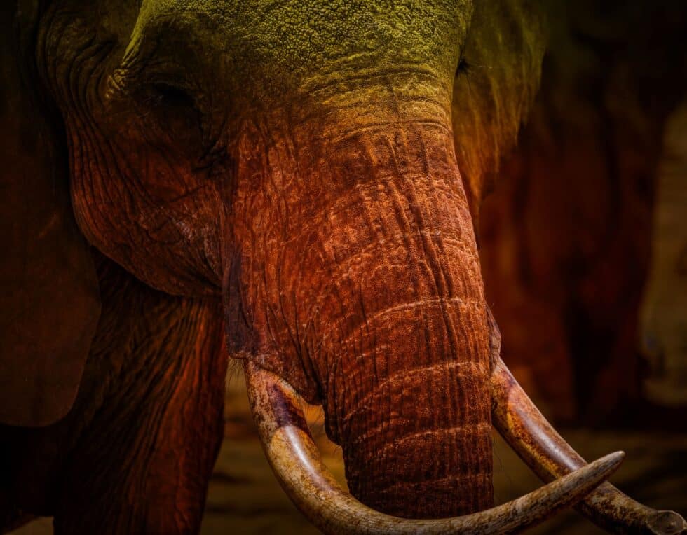 The Face of Tsavo