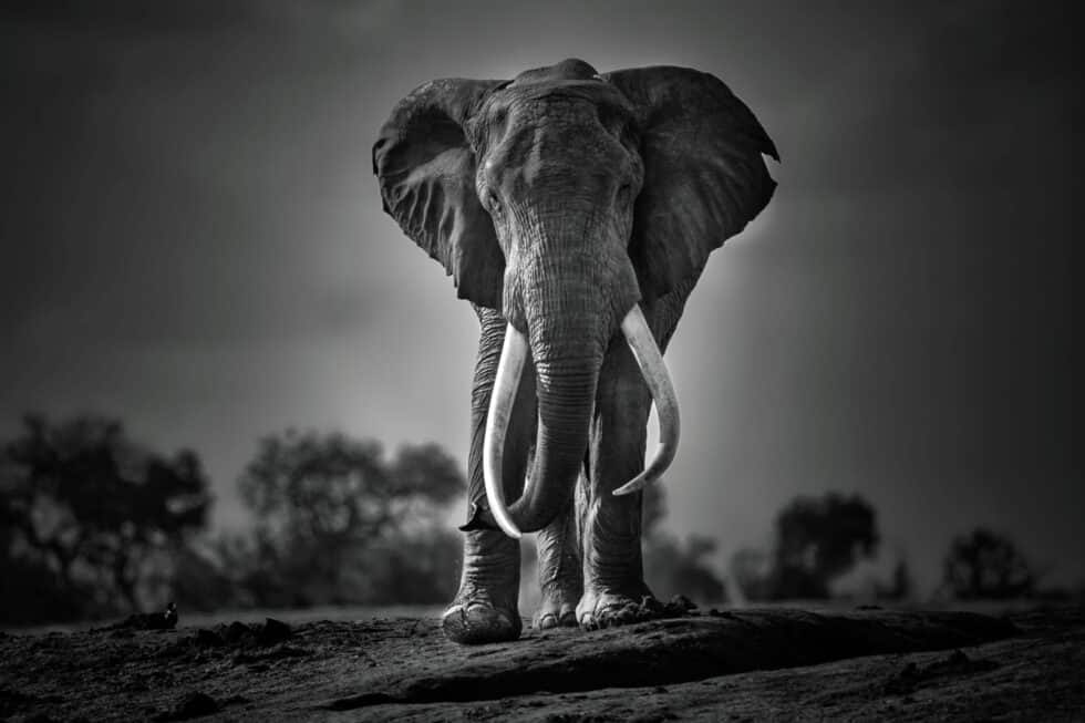 Big Tusker
