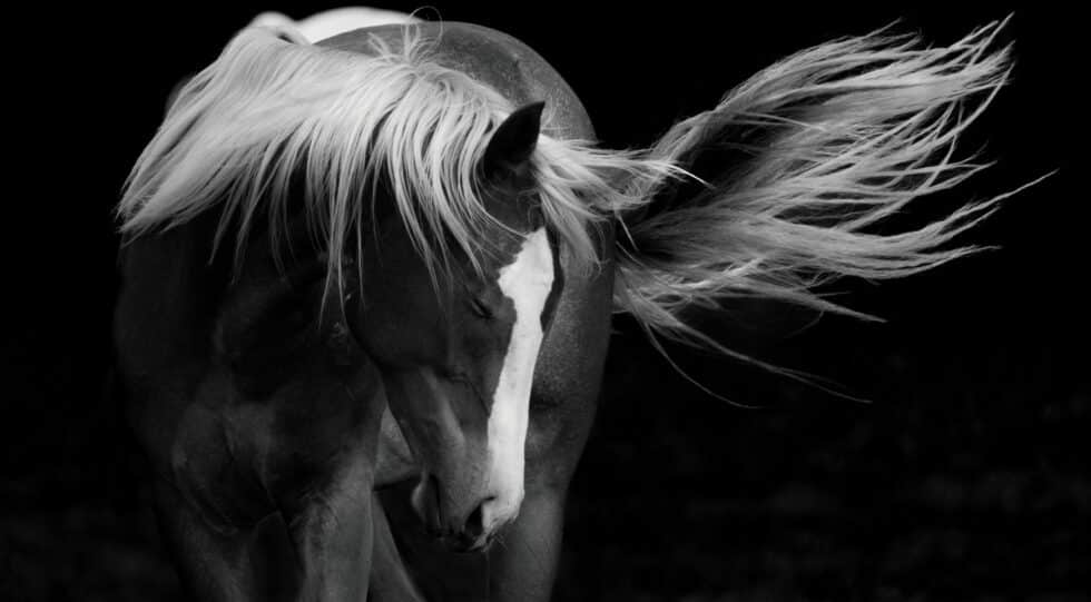 Spirit