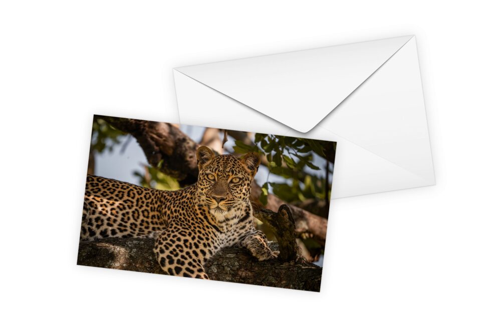 Art Cards