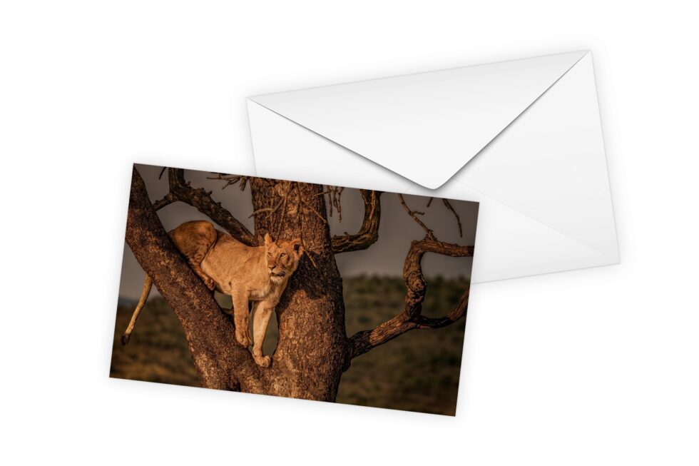 Art Cards