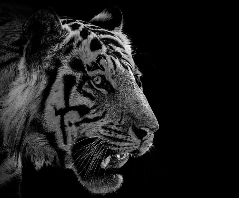 Focused