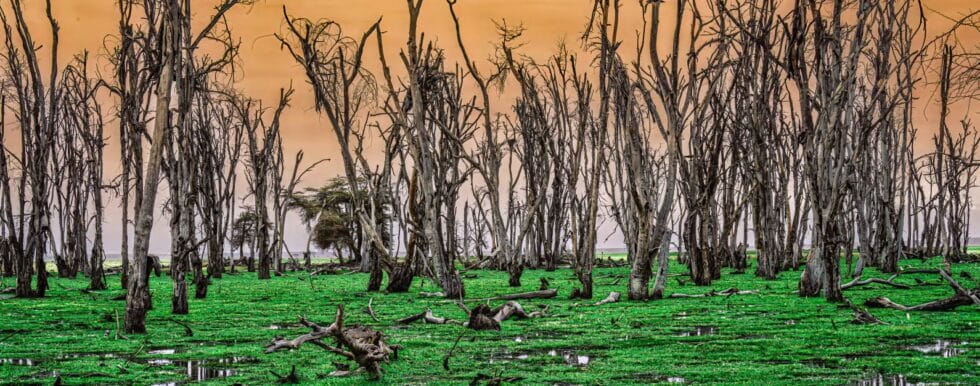 Dead Tree Forest