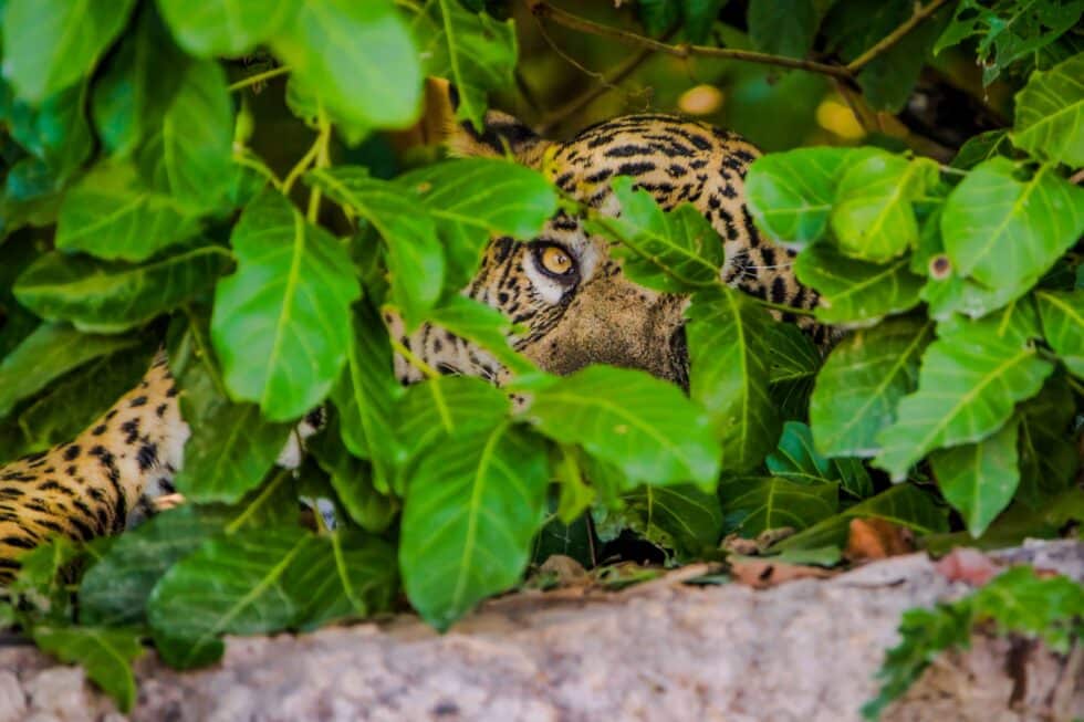 Watchful