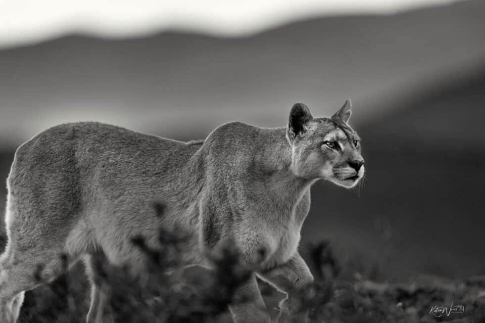 Wild Encounter