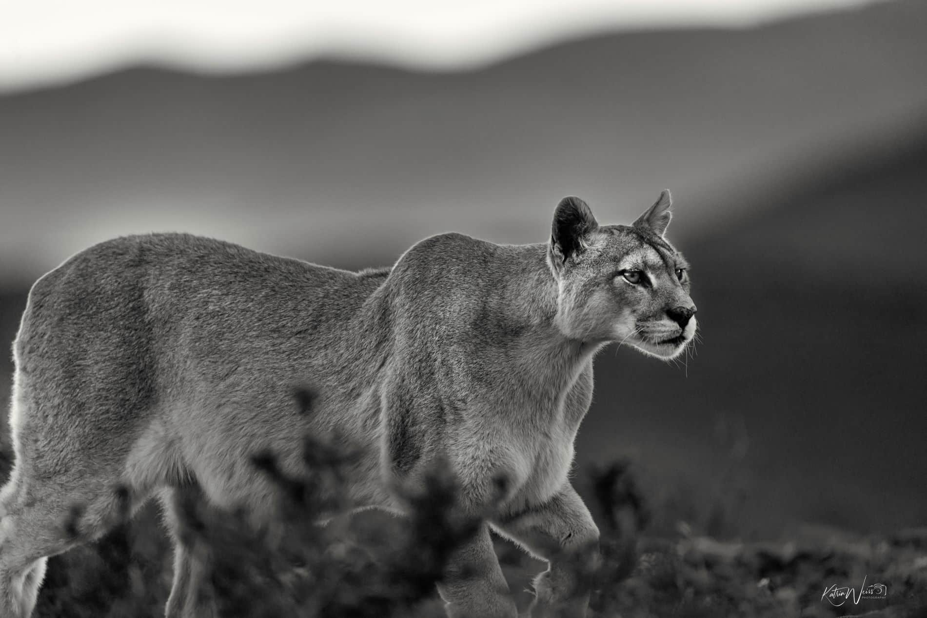 Wild Encounter