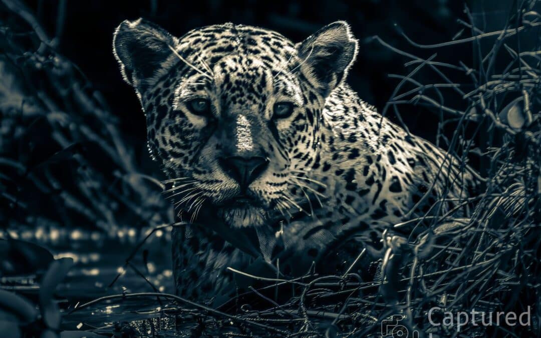 The 6 Largest Cats in the Wild (We missed number 7)