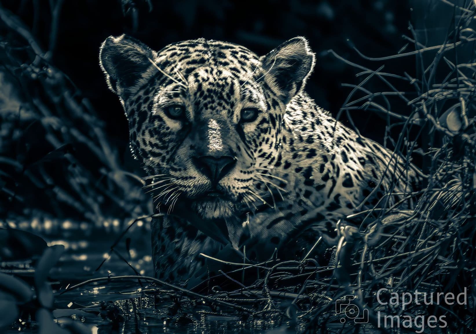On the Hunt