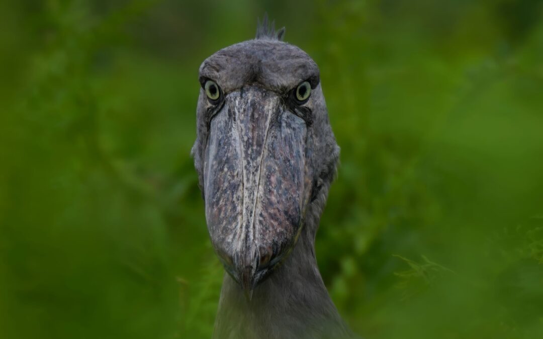 What is the story about the Shoebill