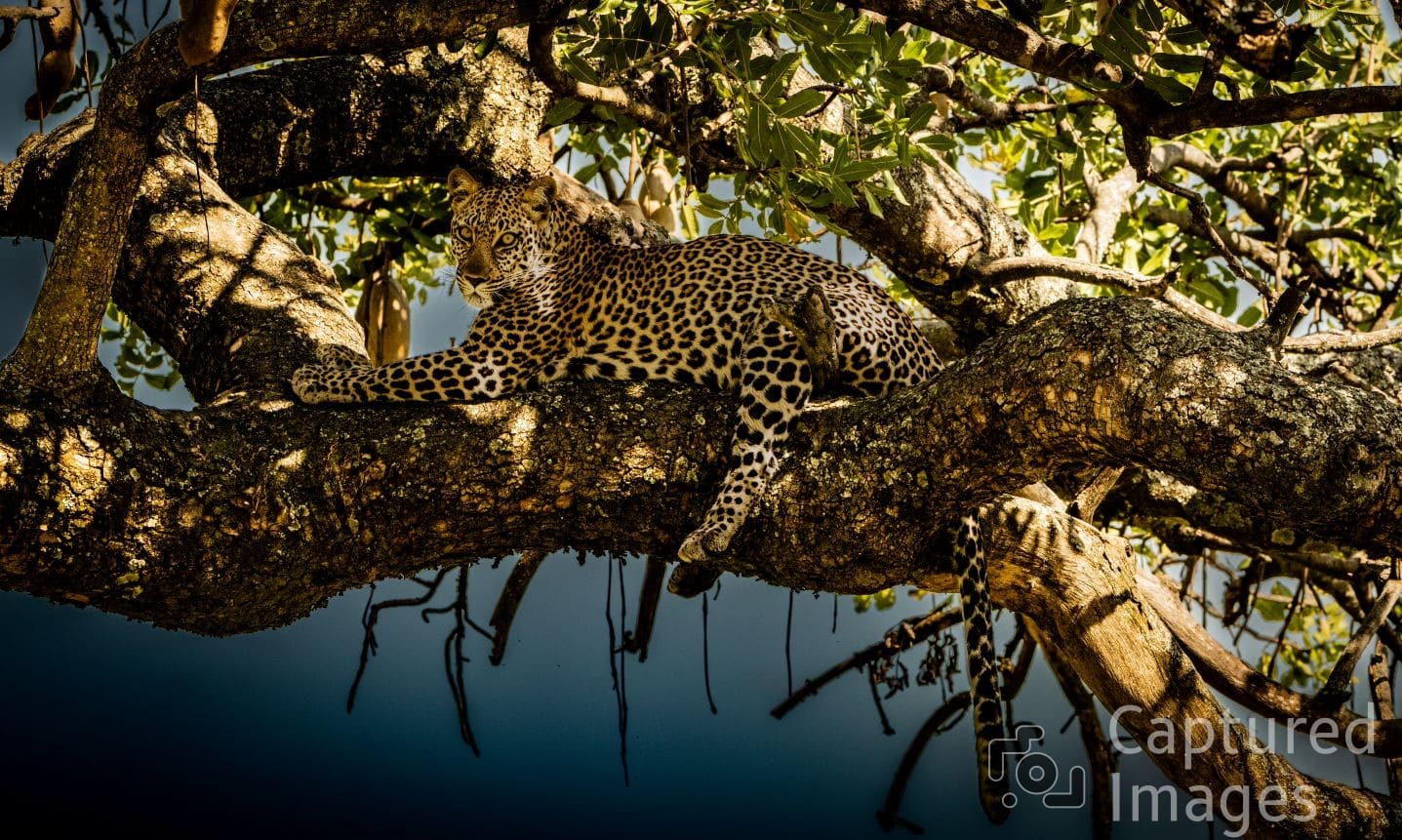 On Guard