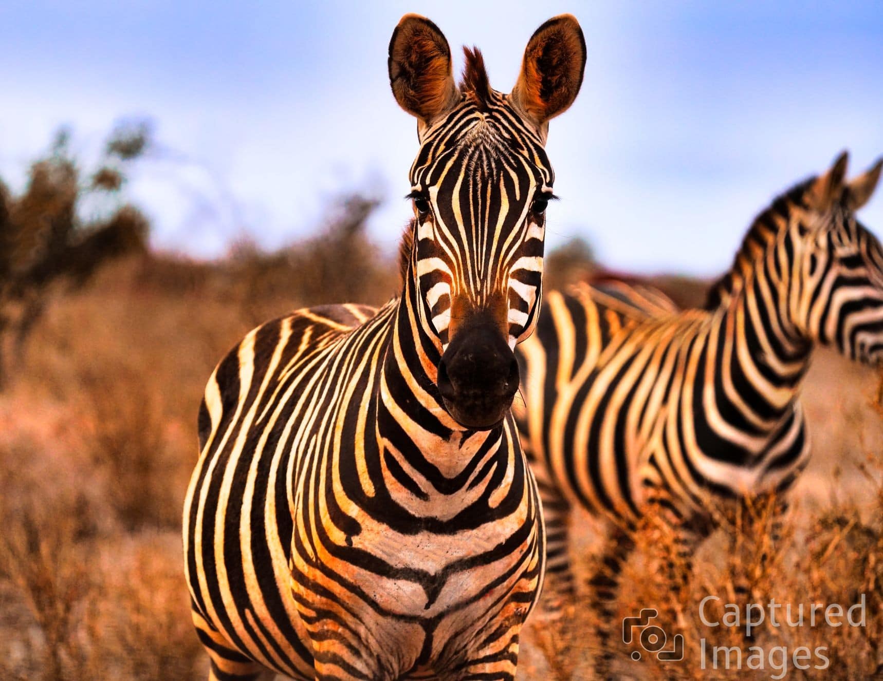 Stripes of Silence