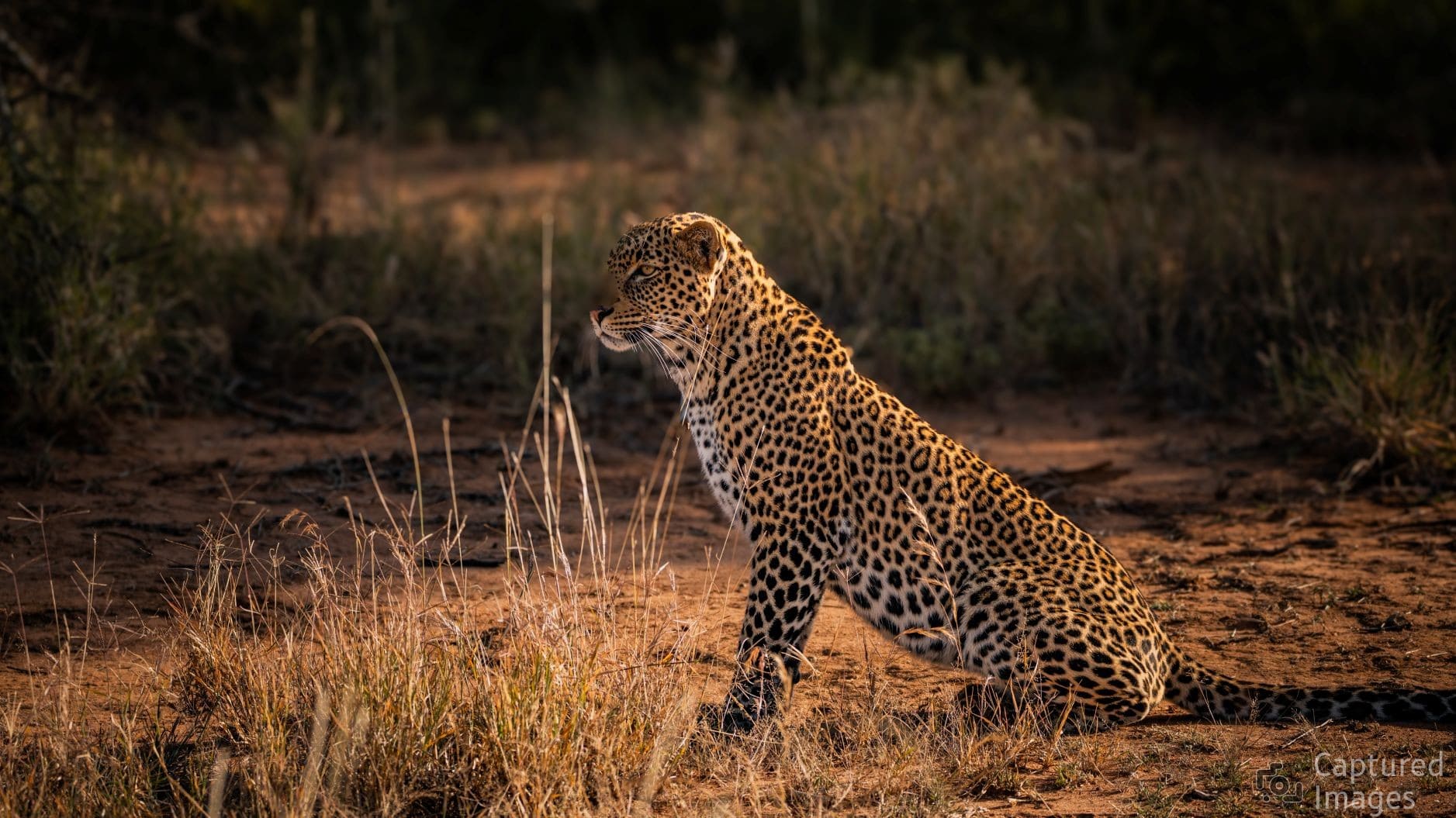 Patience of the Predator