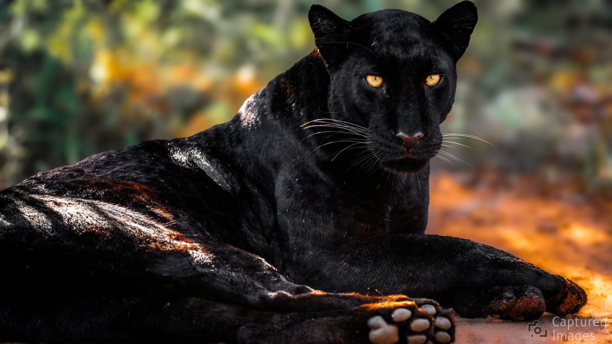 Midnight Gaze
