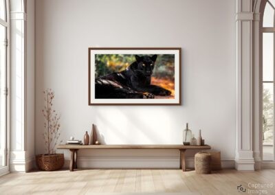 Midnight Gaze - Black Leopard