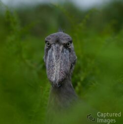 In the wetlands of Uganda, the shoebill stands almost motionless, its prehistoric form emerging quietly from the reeds. There is an extraordinary patience to this remarkable bird—a stillness so complete that it seems to become part of the landscape itself.The shoebill does not need movement to command attention. Its unmistakable profile, intense gaze, and quiet presence create a portrait that feels both ancient and timeless.Silent Stillness captures the beauty of waiting—the moment when patience, instinct, and environment become inseparable.In a world constantly in motion, there is power in simply being still. Silent Stillness