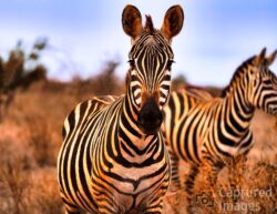 In the quiet of the African wilderness, the zebra becomes more than an animal—it becomes a study in line, contrast, and natural design. Bold black and white stripes flow across its form, creating patterns that seem to shift with every curve of the body.Stripped of distraction, the simplicity of the moment reveals something extraordinary: nature’s ability to create beauty through repetition, balance, and form.Stripes of Silence captures the zebra in its purest visual language—where the familiar becomes abstract and the animal itself becomes a work of art.In the stillness, there is no beginning or end—only the rhythm of the stripes. Stripes of Silence