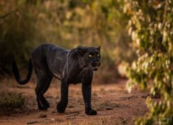 Moving quietly through the shadows, the black leopard seems to become part of the darkness itself. Her deep coat absorbs the surrounding light, revealing only fleeting traces of the rosettes hidden beneath the black.There is an effortless grace to her movement—silent, deliberate, and almost unseen. One moment she is there; the next, she seems to disappear into the landscape.Silent Passage captures the elusive nature of the black leopard: an animal whose survival depends upon patience, secrecy, and the extraordinary ability to move unnoticed through the wild.She does not simply move through the shadows. She becomes them. Silent Passage