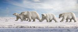 Across the frozen silence of the Arctic, a polar bear mother walks beside her three nearly grown cubs. For years, she has guided them across the ice—teaching them where to travel, how to hunt, and how to survive in one of the most unforgiving environments on Earth.But their time together is nearing its end. Soon, the cubs will leave their mother and begin their own solitary journeys across the Arctic.The Last Walk Together captures something rarely seen in nature: the quiet transition between dependence and independence, between family and separation. Four bears moving together across the ice, perhaps for one of the final times.They have traveled this far together. From here, each must find their own way. The Last Walk Together